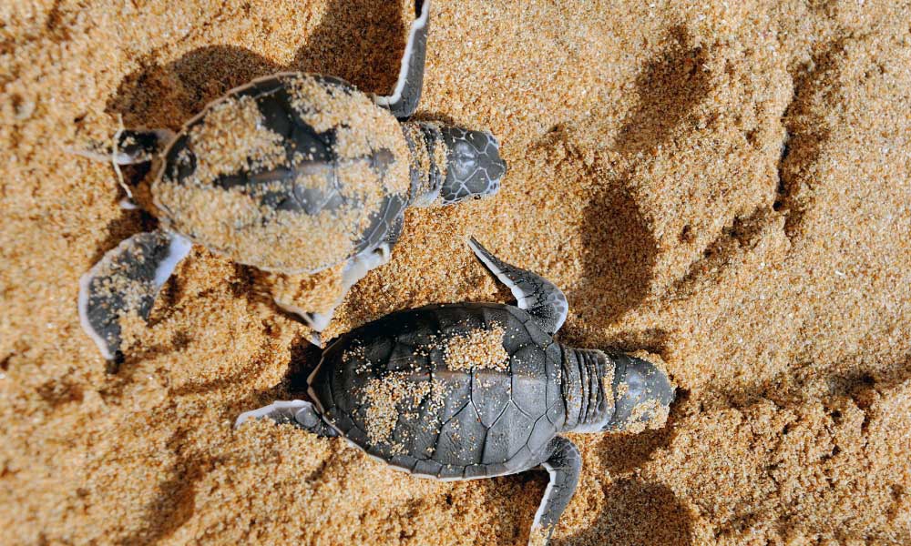 crías de tortuga marina